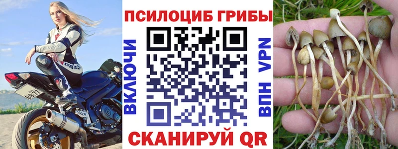 где найти наркотики  Кудрово  Галлюциногенные грибы MAGIC MUSHROOMS 